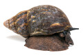 Archachatina marginata ovum Nigeria XXL adult